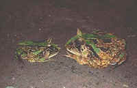Ceratophrys aurita