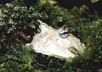 Ceratophrys cornuta