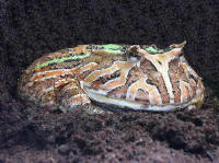 Ceratophrys