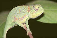 Chameleo gracilis