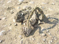 accouplement