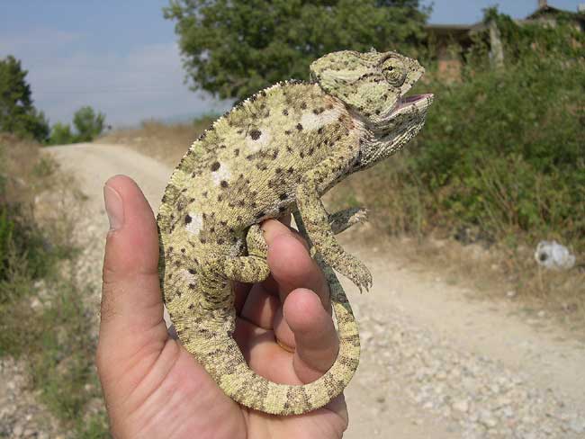 http://www.batraciens-reptiles.com/Chcm11.jpg
