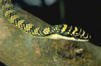 Chrysopelea ornata