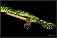Chrysopelea paradisi