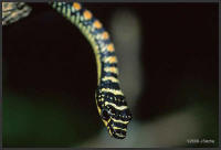 Chrysopelea paradisi