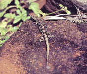 Cnemidophorus lemniscatus