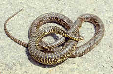 Coluber viridiflavus