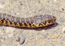 Coluber viridiflavus
