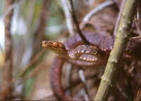 Corallus hortulanus cooki