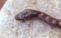 Coronella girondica