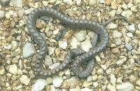Coronella girondica