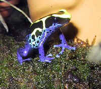 Dendrobate tinctorius