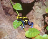 Dendrobates tinctorius