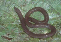Dermophis occidentalis