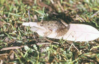Discoglossus pictus