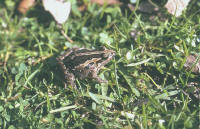 Discoglossus pictus