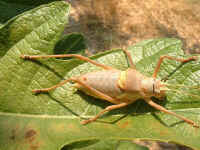 Ephipiger provincialis