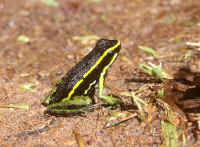 Epipedobates trivittatus
