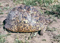 Geochelone pardalis, tortue léopard
