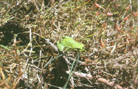 Hyla meridionalis
