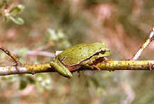 Hyla arborea