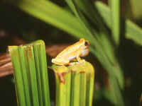 Hyla leucophyllata male