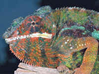 cameleon