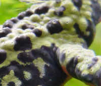 Crapaud Bombina orientalis