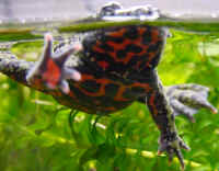 Crapaud Bombina orientalis
