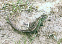 Lacerta agilis L�zard des souches
