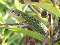 Lezard vert Lacerta bilineata