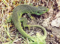 Lacerta bilineata le l�zard vert