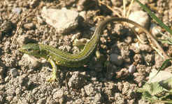 Lacerta viridis femelle