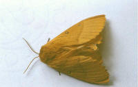 papillon Bombyx
