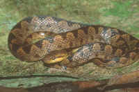 Leptodeira septentrionalis
