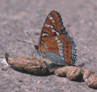 limenitis populi