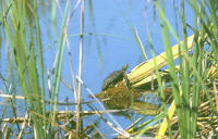 Mauremys leprosa