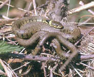 Natrix natrix