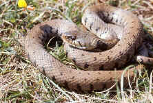 Couleuvre Natrix natrix
