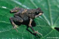 Nectophrynoides_poyntoni.jpg