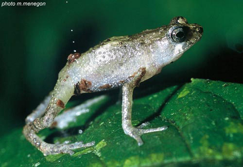 Crapaud vivipare Nectophrynoides occidentalis