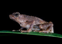 Nectophrynoides_tornieri.jpg