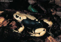 Nectophrynoides_viviparus.jpg