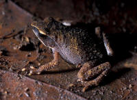 Nectophrynoides_wendyae.jpg