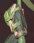 P. bicolor, enserrement du nid de feuilles