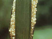 Phyllomedusa bicolor, ponte