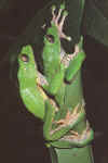 Phyllomedusa bicolor