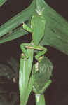 P. bicolor, s�paration du couple