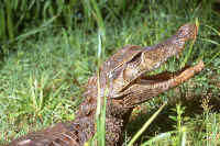 Paleosuchus trigonatus