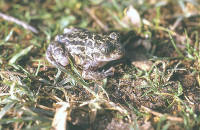 Pelobates cultripes